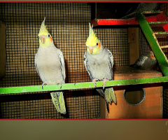 Cockatoos ⚜⚜