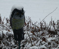 Snowy owl a little different ;-)