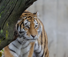 Amur Tiger - Copenhagen Zoo - 2023