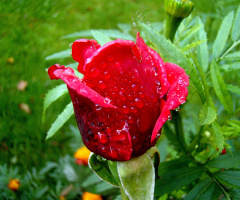 REGENWETTER