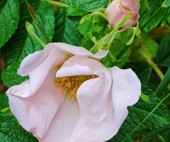 FLOWER AND BUD