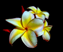 BLÜTEN