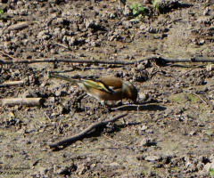 Eurasian chaffinch