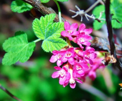 FLOWERING CURRENT 