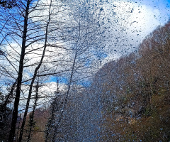 Ordu/Yeşilköy,çırçırın şelalesi