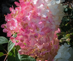 HYDRANGEA 