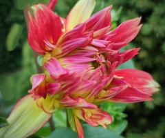 COLOURFUL DAHLIA