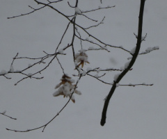 A little bit of snow / Karlsruhe / Germany