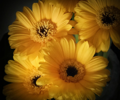 YELLOW GERBERAS
