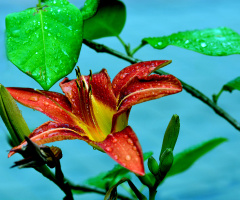 REGENWETTER
