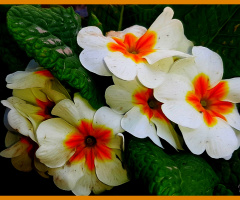 Flowers  ⚜⚜⚜