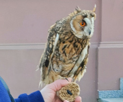 OWL FOR SHOW
