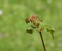 Leaves