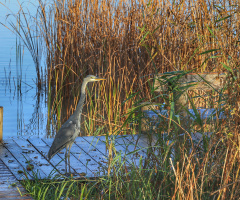 Heron at Lake Bagsværd - Denmark.