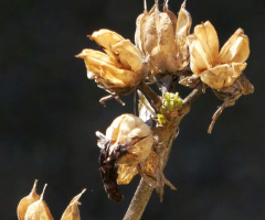 Retired hibiscus