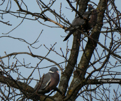 Pair of pigeons