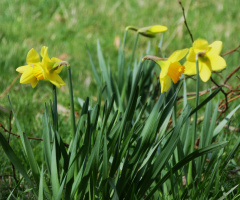 Narcissus