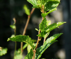 new leaves