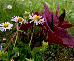 BLÜTEN