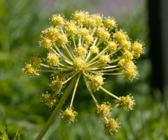 Flowers in Tivoli - 2023.