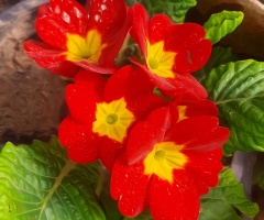 Primula Flowers  ⚜⚜⚜