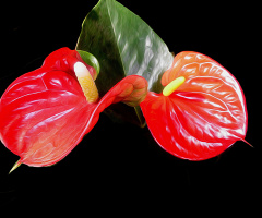 BLÜTEN