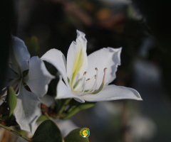 Orkide Ağacı (Bauhinia variegata)