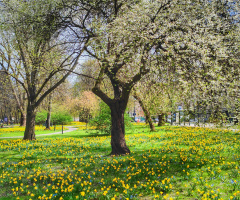 SPRING BLOOM8NG