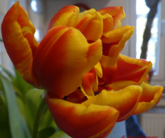 tulip