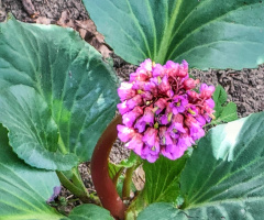 ELEPHANT'S EARS