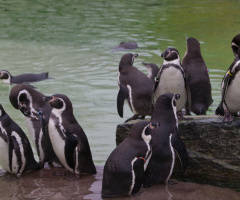 Copenhagen Zoo - 2023 - Denmark.