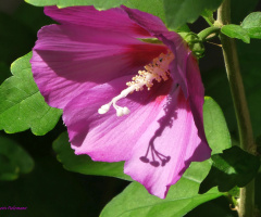 Hibiscus