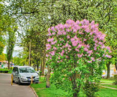 LILACS IN BLOOM