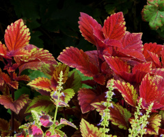 Coleus scutellarioides