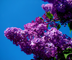 BLÜTEN