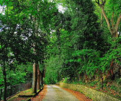 Yeşil yol