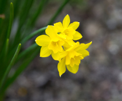 Flowers in Tivoli - 2024.