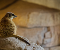 Zoo - København 2023.