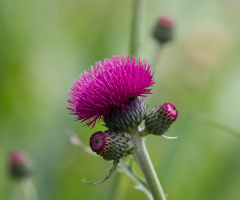 Flowers in Tivoli - 2023.