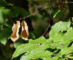 Leaves