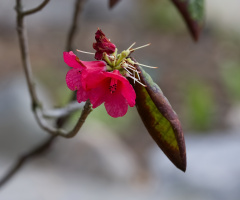 Flowers in the botanic garden - Copenhagen. 2024.