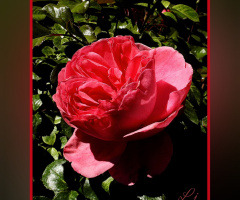 1st Rose of this Spring ⚜⚜