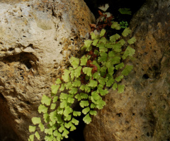 Adiantum capillus-veneris 