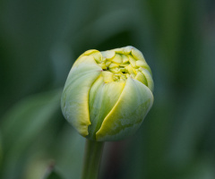 Flowers in Tivoli - 2024.