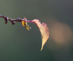 Nature - Lyngby - April 2024.