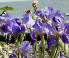 Irises