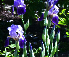 Irises