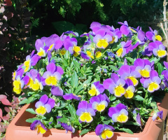 COLOURFUL PANSIES 