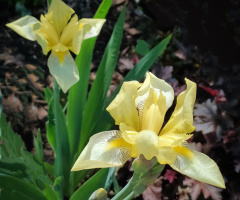 YELLOW IRIS