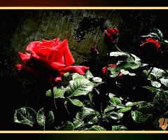 Rose ⚜⚜⚜⚜